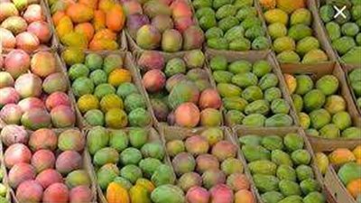 تبدأ من 12 جنيهًا .. أسعار المانجو في الأسواق اليوم