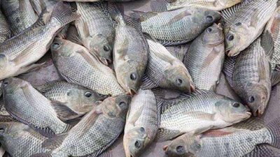 البلطي بـ 70 جنيهًا .. أسعار الأسماك والجمبري اليوم الخميس 22 أغسطس 2024