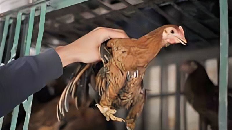 أسعار الدواجن اليوم