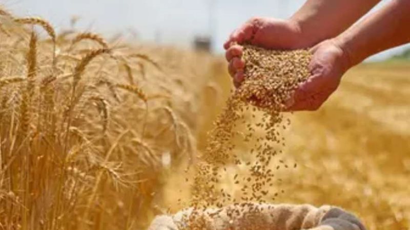 مناقصة القمح - صورة
