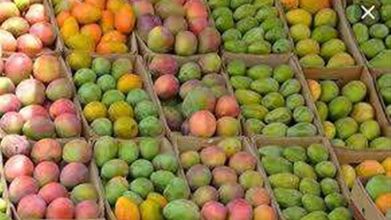 اسعار المانجو