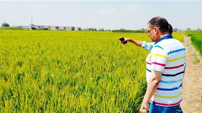 للتأكد من عدم وجود إصابات...زراعة البحيرة تتابع محصولى الأرز والذرة