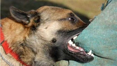 كلب شرس يلتهم سيدة وفتاة بالشيخ زايد