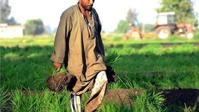 عيد الفلاح الـ 72.. مسيرة العطاء والتطور والتمكين في القطاع الزراعي المصري