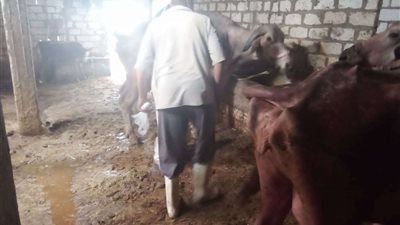 تحصين ما يزيد عن 358 ألف رأس ماشية خلال الحملة القومية الثانية بالمنوفية