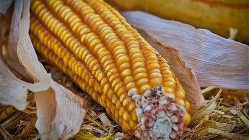 الذرة الشامية