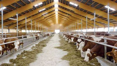 وزارة الزراعة تدعم المربين وتصدر مئات التراخيص الجديدة لإنشاء مشاريع ثروة حيوانية