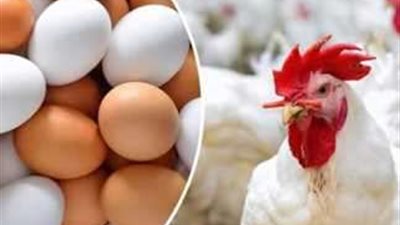 الكيلو بـ 80 جنيهًا .. أسعار الدواجن في الأسواق اليوم الأحد 15سبتمبر