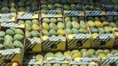 وفد ماليزي يزور مصر لمراجعة إجراءات تصدير المانجو إلى الأسواق الماليزية