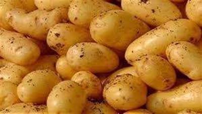 الكيلو بـ 10 جنيهات.. وزارة الزراعة تضخ بطاطس في المنافذ لتحارب جشع التجار