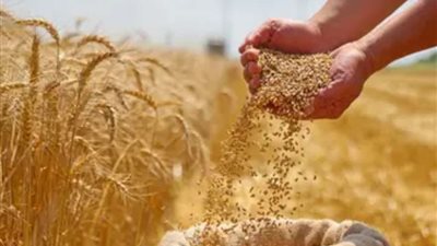 المساحة المُنزرعة بالقمح خلال الموسم الحالي تبلغ 3,25 مليون فدان