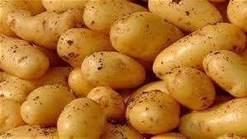 أسعار البطاطس