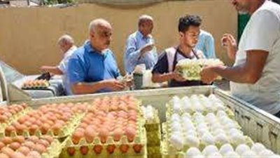 مع بداية العام الدراسي.. الزراعة تطلق منافذ متحركة لبيع البيض بأسعار مخفضة