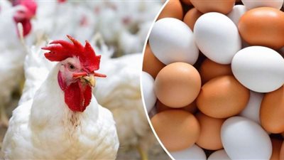 إنطلاق مبادرة توفير بيض المائدة بأسعار مخفضة في مصر