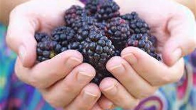 تحد من الخرف .. أبرز فوائد فاكهة التوت الأزرق في الحفاظ على صحة دماغك