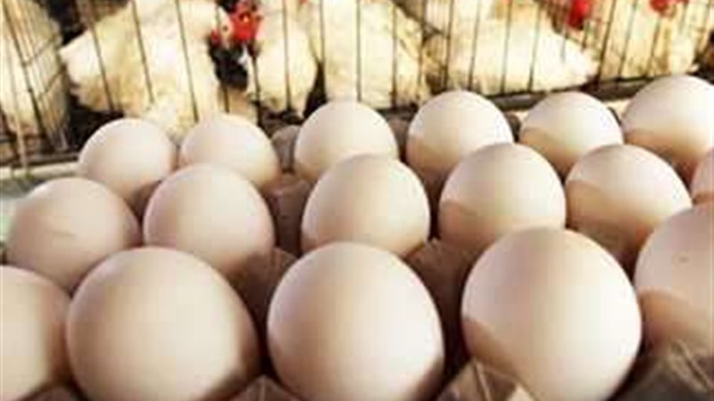 اسعار الفراخ والبيض
