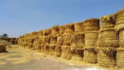 الشرقية تتخذ إجراءات صارمة لمكافحة حرق قش الأرز