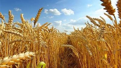 خبير زراعي يتوقّع زراعة 3.5 مليون فدان من القمح هذا الموسم