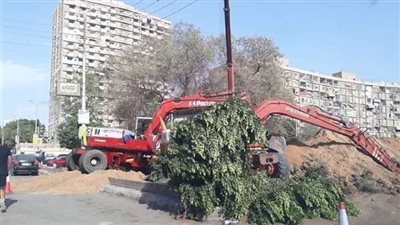 بعد قطع شجرة بشارع 26 يوليو.. شكوى للمحافظ واستفسار