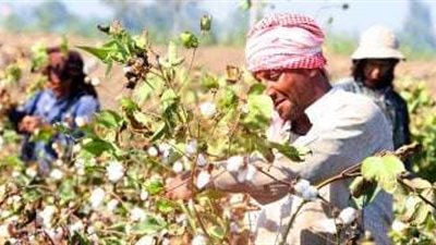 الحكومة تؤكّد التزامها بسعر ضمان القطن وتوفير التمويل اللازم لشرائه من المزارعين