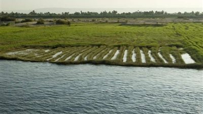 حمدي موافي:الأرز المصري يحتل المرتبة الأولى عالميًا في الإنتاجية