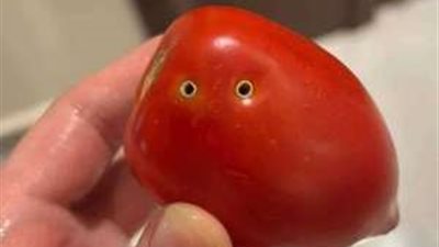 نقيب الفلاحين يكشف حقيقة انتشار  طماطم مسمومة بـ