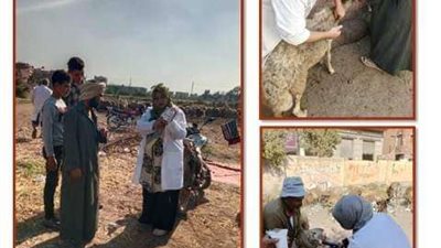 الشرقية تُحصن 118 ألف رأس أغنام وماعز ضد طاعون المجترات الصغيرة