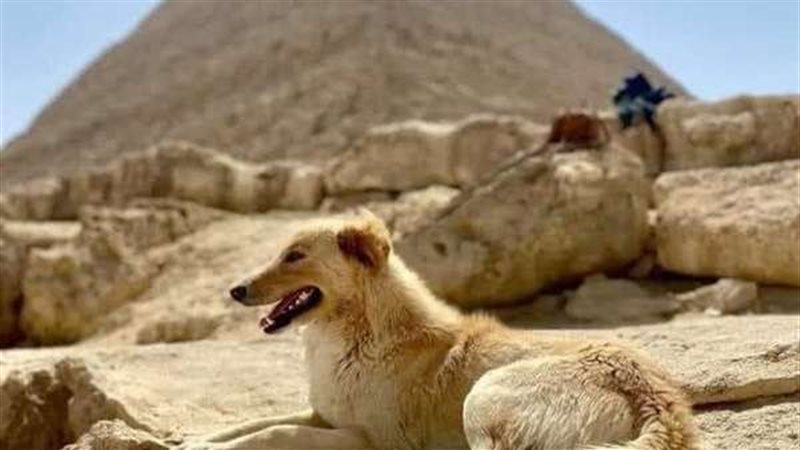 كلب الاهرامات