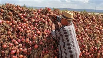 شعبة الخضروات تكشف حقيقة تلف 30% من مخزون البصل..وهذا سبب ارتفاع أسعاره