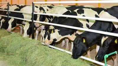 هل برنامج دعم المواشي بالسعودية يقدم دعما ماليا؟