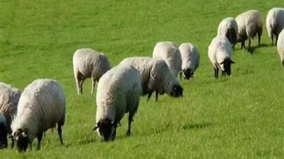 التسجيل لبرنامج دعم المواشي في  5 خطوات