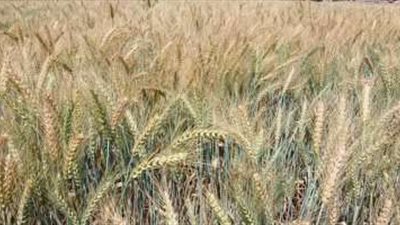 معاك في الغيط” تنشر فيديو لتوعية المزارعين بأهمية زراعة القمح بنظام المصاطب