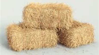 ارتفاع أسعار التبن بصورة غير مسبوقة..نقيب الفلاحين يوضح