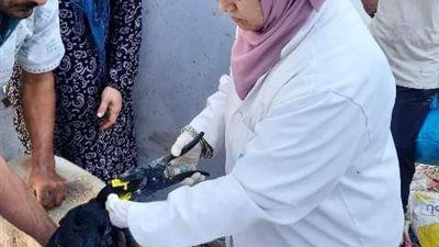 انتهاء بيطري الشرقية من تحصين 147 ألف رأس أغنام وماعز في إطار الحملة القومية ضد طاعون المجترات الصغيرة