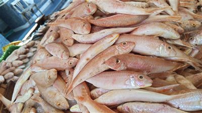 استقرار أسعار الأسماك اليوم 8 نوفمبر 2024