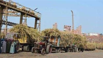 خاص| عودة عملاق السكر.. مصنع أبو قرقاص يساهم في تحقيق الاكتفاء الذاتي