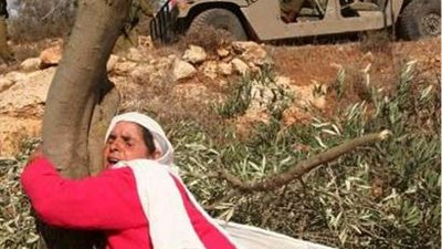 مستعمرون إسرائيليليون يقطعون عشرات الأشجار غرب بيت لحم