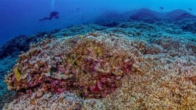 اكتشاف أكبر مستعمرة مرجانية في العالم عجيبة بحرية .. يمكن رؤيتها من الفضاء