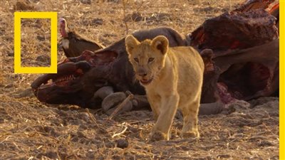 أحدث تردد لقناة ناشيونال جيوغرافيك 2024 على النايل سات والعرب سات