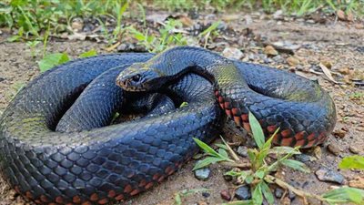 فصل طالب اصطحب ثعبانًا داخل مدرسة بسوهاج ..لمدة أسبوع