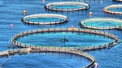 مصر الأولى عربيًا والسادسة عالميًا في إنتاج الأسماك