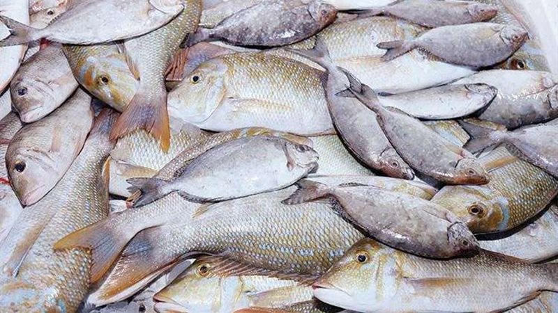 أسعار الاسماك اليوم