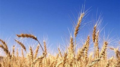 التغيرات المناخية تُعيد رسم خريطة المحاصيل الزراعية