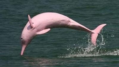 عجائب الطبيعة.. مخلوقات تروي قصة ألوان وجمال الكوكب