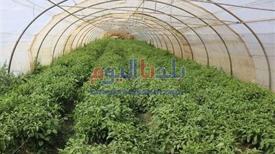 30.7% زيادة في التبادل التجاري بين مصر والأردن خلال 2024