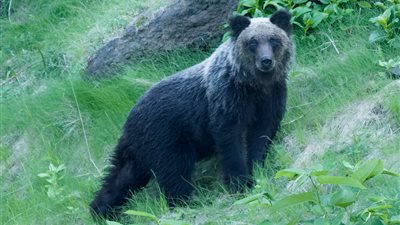 اليابان تخفف قوانين الصيد استجابةً لزيادة هجمات الدببة