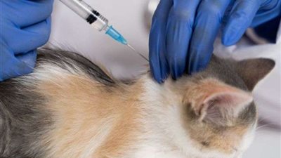 طبيب بيطري يكشف عن فيروس مُميت يصيب القطط و ينتقل للإنسان