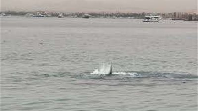 واقعة مرسى علم.. بسبب القروش مأساة جديدة تدق ناقوس الخطر على الشواطئ المصرية