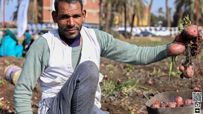 نقيب الفلاحين: البطاطس الزرقاء لها قيمة غذائيه أعلى من الصفراء وسيتم زراعة أنواع غريبة