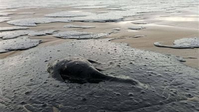 روسيا تعلن الطوارئ في القرم بسبب تسرب نفطي يلوث البحر الأسود